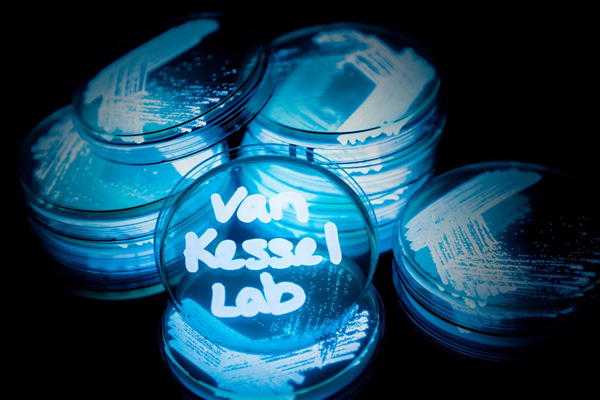 agar plates with bioluminescent bacteria glowing to spell out van Kessel Lab